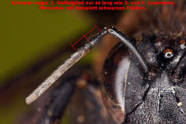 Xylocopa valga / Östliche Holzbiene / Apinae - Echte Bienen / Hautflügler - Hymenoptera