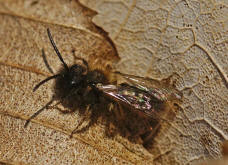 Andrena bicolor / Zweifarbige Sandbiene (Männchen)