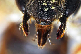 Andrena (Notandrena) chrysosceles / Gelbbeinige Kiel-Sandbiene / Andrenidae (Sandbienenartige) / Hautflügler - Hymenoptera
