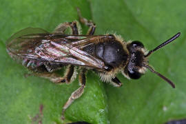 Andrena minutula / Gewöhnliche Zwergsandbiene / Andreninae (Sandbienenartige) / Hautflügler - Hymenoptera
