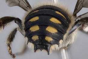 Anthidium septemspinosum / Siebendornige Wollbiene / "Blattschneiderbienenartige" - Megachilidae / Ordnung: Hautflügler - Hymenoptera
