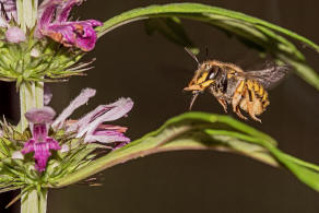 Anthidium manicatum / Garten-Wollbiene / "Blattschneiderbienenartige" - Megachilidae / Ordnung: Hautflgler - Hymenoptera