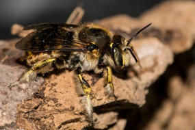 Anthidium manicatum / Garten-Wollbiene / "Blattschneiderbienenartige" - Megachilidae / Ordnung: Hautflgler - Hymenoptera
