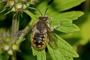 Anthidium manicatum / Garten-Wollbiene / "Blattschneiderbienenartige" - Megachilidae / Ordnung: Hautflgler - Hymenoptera
