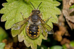 Anthidium manicatum / Garten-Wollbiene / "Blattschneiderbienenartige" - Megachilidae / Ordnung: Hautflgler - Hymenoptera