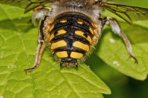 Anthidium manicatum / Garten-Wollbiene / "Blattschneiderbienenartige" - Megachilidae / Ordnung: Hautflgler - Hymenoptera