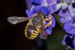 Anthidium manicatum / Garten-Wollbiene / "Blattschneiderbienenartige" - Megachilidae / Ordnung: Hautflgler - Hymenoptera