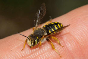 Anthidium oblongatum / Felsspalten-Wollbiene / "Blattschneiderbienenartige" - Megachilidae / Ordnung: Hautflgler - Hymenoptera
