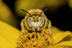 Anthidium punctatum / Weifleckige Wollbiene / Megachilidae / Blattschneiderbienenartige / Hautflgler - Hymenoptera