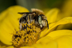 Anthidium punctatum / Weifleckige Wollbiene / Megachilidae / Blattschneiderbienenartige / Hautflgler - Hymenoptera