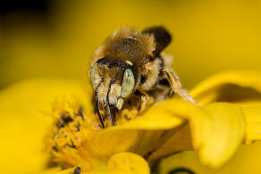 Anthidium punctatum / Weifleckige Wollbiene / Megachilidae / Blattschneiderbienenartige / Hautflgler - Hymenoptera