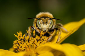 Anthidium punctatum / Weifleckige Wollbiene / Megachilidae / Blattschneiderbienenartige / Hautflgler - Hymenoptera