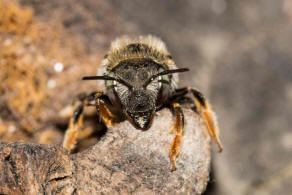 Anthidium punctatum / Weißfleckige Wollbiene / Megachilidae / Blattschneiderbienenartige / Hautflügler - Hymenoptera