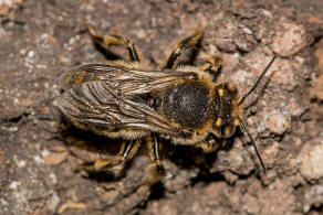 Anthidium septemspinosum / Siebendornige Wollbiene / "Blattschneiderbienenartige" - Megachilidae / Ordnung: Hautflügler - Hymenoptera