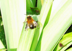 Anthophora plumipes / Frhlings-Pelzbiene / Apinae (Echte Bienen)