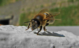 Apis mellifera / Honigbiene / Apinae (Echte Bienen)