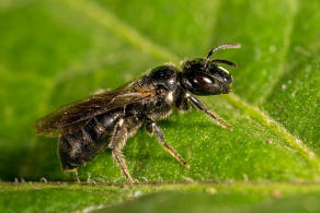 Ceratina cucurbitina / Schwarze Keulenhornbiene / Apinae (Echte Bienen)