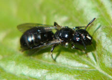 Ceratina cucurbitina / Schwarze Keulenhornbiene / Apinae (Echte Bienen)