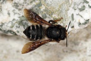 Megachile (Chalicodoma) albocristata Smith, 1853 / Megachilidae - Blattschneiderbienenartige / Hautflügler - Hymenoptera
