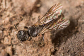 Chelostoma (Osmia) campanularum / Kurzfransige Glockenblumen-Scherenbiene / "Blattschneiderbienenartige" - Megachilidae / Ordnung: Hautflügler - Hymenoptera