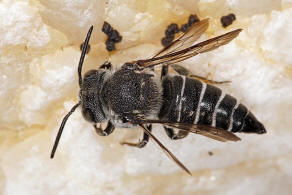Coelioxys aurolimbata / Goldsaum-Kegelbiene / Megachilidae / Ordnung:  Hautflügler - Hymenoptera