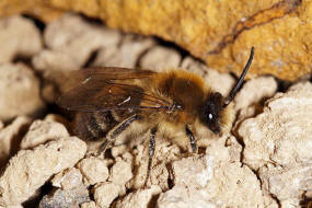 Colletes cunicularius / Frühlings-Seidenbiene / Colletinae - "Seidenbienenartige" / Ordnung: Hautflügler - Hymenoptera