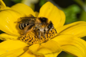 Dasypoda hirtipes / Dunkelfransige Hosenbiene / Melittinae (Sgehornbienenartige)