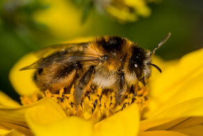 Dasypoda hirtipes / Dunkelfransige Hosenbiene / Melittinae (Sgehornbienenartige)