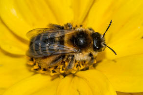 Dasypoda hirtipes / Dunkelfransige Hosenbiene / Melittinae (Sgehornbienenartige)