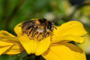 Dasypoda hirtipes / Dunkelfransige Hosenbiene / Melittinae (Sgehornbienenartige)