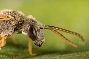 Halictus langobardicus / Langobarden-Furchenbiene / Schmal-, Furchenbienen - Halictidae / Ordnung: Hautflügler - Hymenoptera