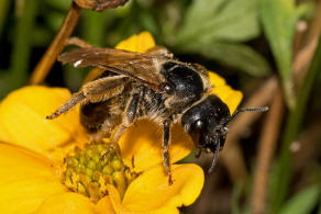 Halictus quadricinctus / Vierbindige Furchenbiene / Schmal- / Furchenbienen - Halictidae / Hautflügler - Hymenoptera