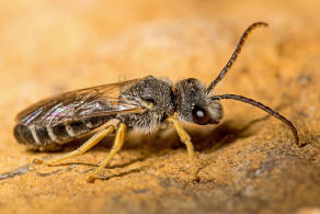 Halictus simplex / Gewöhnliche Furchenbiene / Schmal- / Furchenbienen - Halictidae / Ordnung: Hautflügler - Hymenoptera
