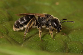 Halictus simplex / Gewöhnliche Furchenbiene / Schmal- / Furchenbienen - Halictidae / Ordnung: Hautflügler - Hymenoptera