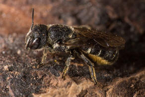 Heriades crenulatus / Gekerbte Löcherbiene / Megachilidae ("Blattschneiderbienenartige") - Osmiini - Hautflügler - Hymenoptera