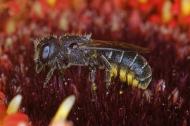 Heriades truncorum / Löcherbiene / Megachilinae ("Blattschneiderbienenartige") / Hautflügler - Hymenoptera