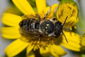 Megachile pilidens / Filzzahn-Blattschneiderbiene / Megachilidae ("Blattschneiderbienenartige") / Hautflügler - Hymenoptera