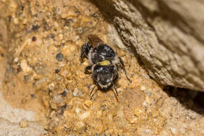Hoplitis anthocopoides / Matte Natternkopfbiene / Megachilidae ("Blattschneiderbienenartige") / Hautflügler - Hymenoptera