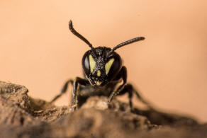 Hylaeus styriacus / Steirische Maskenbiene / Colletidae - "Seidenbienenartige" / Ordnung: Hautflügler - Hymenoptera