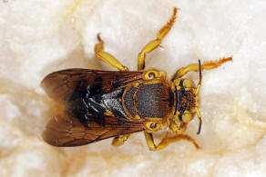 Icteranthidium cimbiciforme (Smith, 1854) / Blattschneiderbienenartige - Megachilidae - Megachilinae