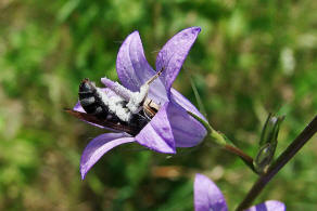 Lasioglossum costulatum / Glockenblumen-Schmalbiene / Schmal- / Furchenbienen - Halictidae  / Ordnung: Hautflgler - Hymenoptera