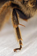Lasioglossum malachurum / Feldweg-Schmalbiene (Mittelbein) / Halictinae ("Furchenbienenartige")
