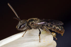Lasioglossum morio / Dunkelgrne Gold-Schmalbiene / Schmal- / Furchenbienen - Halictidae / Ordnung: Hautflgler - Hymenoptera