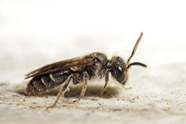 Lasioglossum politum / Polierte Schmalbiene / Schmal- / Furchenbienen - Halictidae / Ordnung: Hautflgler - Hymenoptera