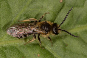 Lasioglossum (Lasioglossum) xanthopus / Große Salbei-Schmalbiene / Schmal- / Furchenbienen - Halictidae / Ordnung: Hautflügler - Hymenoptera