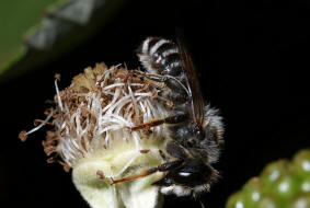 Megachile ericetorum / Platterbsen-Mörtelbiene / Megachilinae ("Blattschneiderbienenartige") / Hautflügler - Hymenoptera