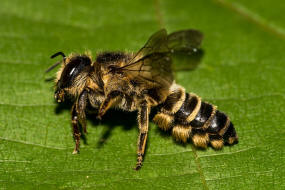 Megachile ericetorum / Platterbsen-Mörtelbiene / Megachilinae ("Blattschneiderbienenartige") / Hautflügler - Hymenoptera