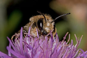Megachile maritima / Sand-Blattschneiderbiene / Megachilidae - Blattschneiderbienenartige / Hautflgler - Hymenoptera