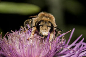 Megachile maritima / Sand-Blattschneiderbiene / Megachilidae - Blattschneiderbienenartige / Hautflgler - Hymenoptera