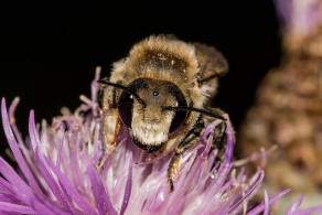 Megachile maritima / Sand-Blattschneiderbiene / Megachilidae - Blattschneiderbienenartige / Hautflgler - Hymenoptera